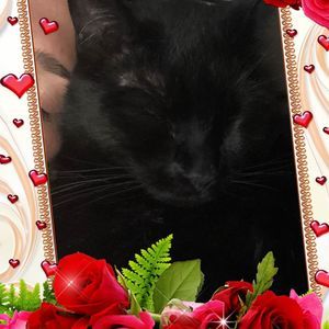 Meet your Posher, Junior